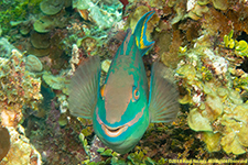 stoplight parrotfish